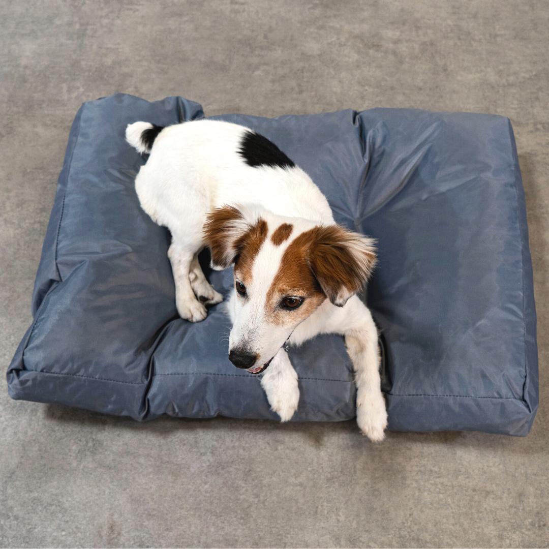 Cama para perro - 75x50x10 cm